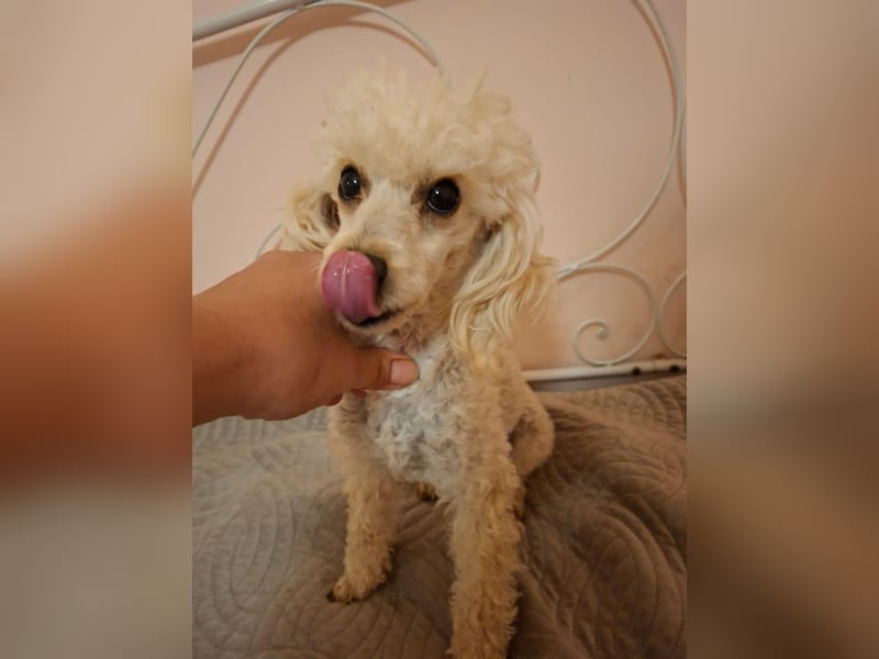 Liza, zarte Pudelhündin, ca. 2 Jahre, ca. 27 cm, ca. 2 kg *bald in 45468 Mülheim*