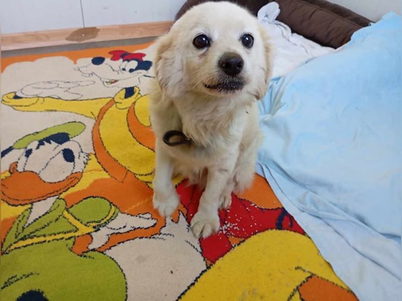 Ivan, kleiner Herzenshund, ca. 13 Jahre, ca. 36cm, ca. 9kg *in 52457 Aldenhoven*