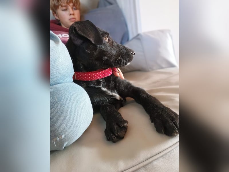 Malia, zuckersüßes Welpenmädchen, ca. 4 Monate, ca. 27 cm, ca. 5 kg *in 88299 Leutkirch*