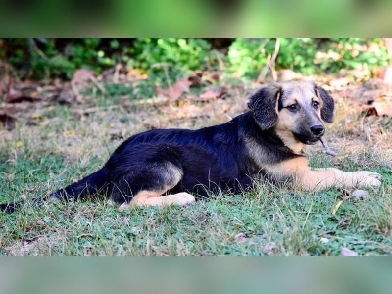 Faye, fröhliche Welpenmaus, ca. 3 Monate, ca. 38 cm, ca. 6kg