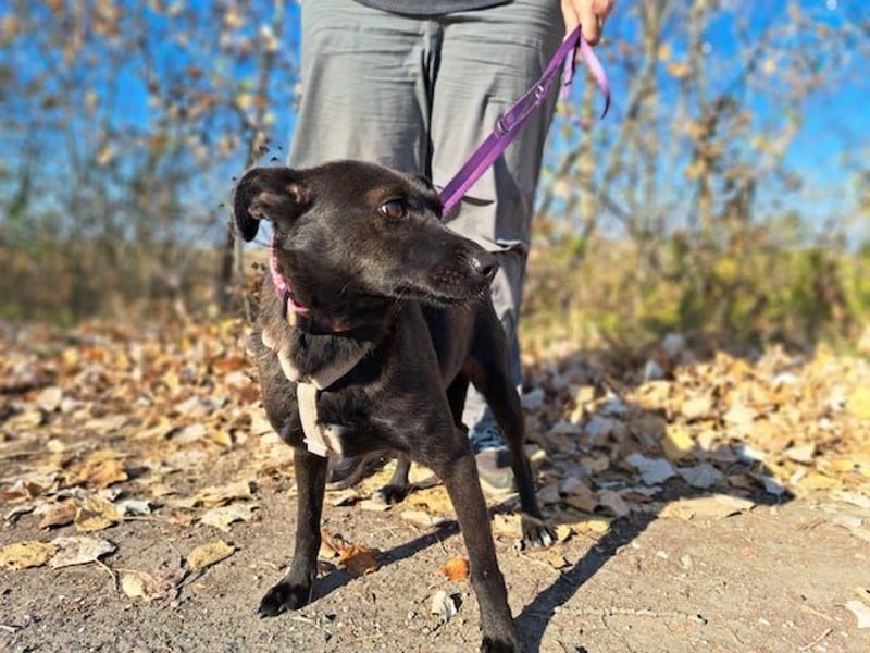 Hedike, sanfte Schönheit, ca. 2 Jahre, ca. 38 cm, ca. 10 kg *in 79585 Steinen*