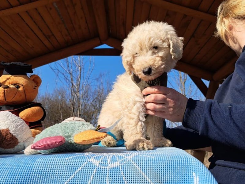 Louis, mutiger Welpe, ca. 3 Monate, ca. 22 cm, ca. 3 kg