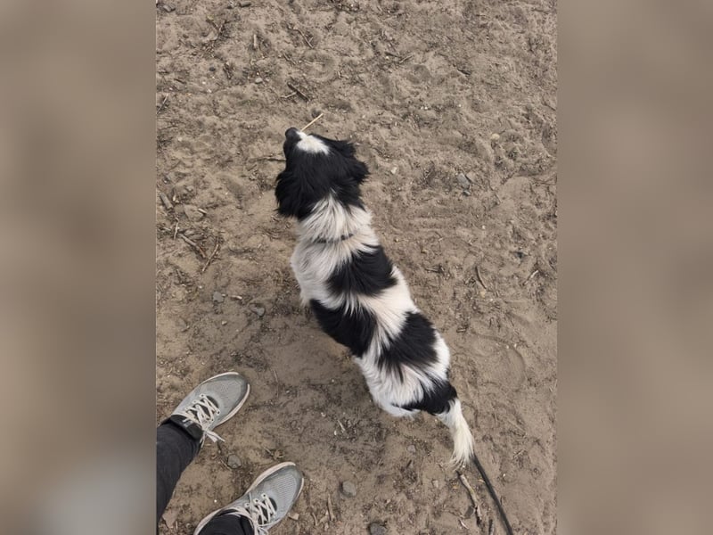 Ede, verschmuster kleiner Rüde, ca. 2 Jahre, ca. 32 cm, ca. 11 kg