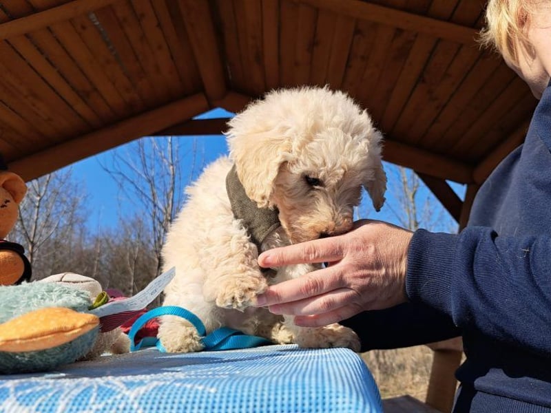 Louis, mutiger Welpe, ca. 3 Monate, ca. 22 cm, ca. 3 kg
