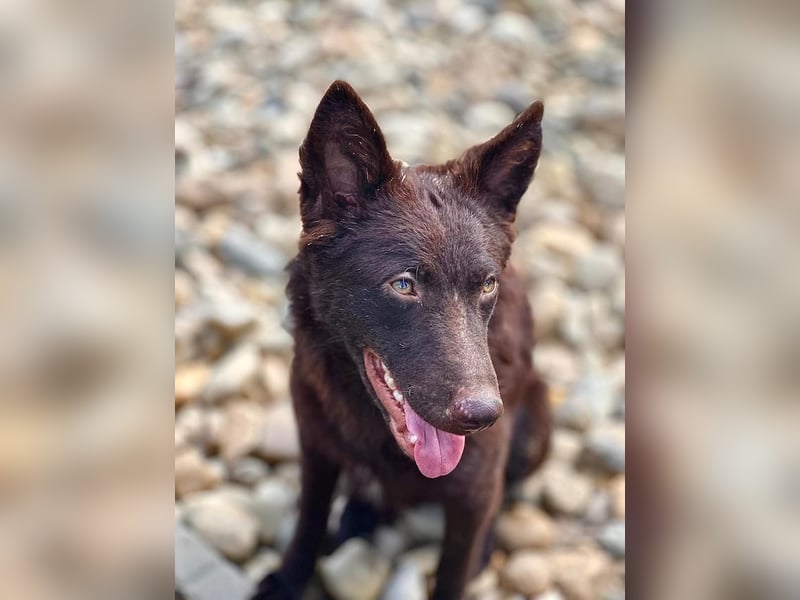 Frodó, lustiges Kämpferherz, ca. 6 Monate, ca. 38 cm, ca. 8kg