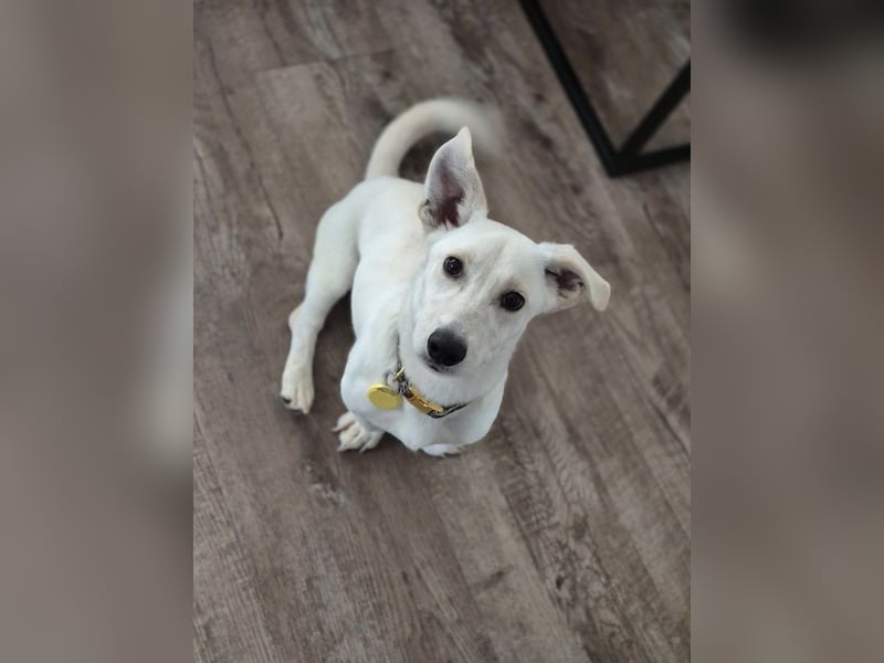 Bob, zurückhaltender Herzensbrecher, ca. 8 Monate, ca. 30cm, ca. 9kg *in 49326 Melle*