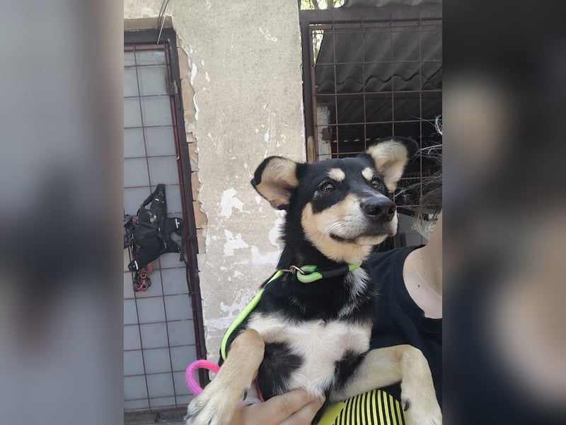 Berci, sympathischer Jungspund, ca. 9 Monate, ca. 40cm, ca. 9kg