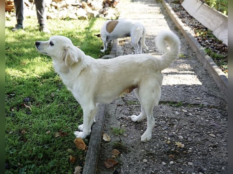 Ivan, kleiner Herzenshund, ca. 13 Jahre, ca. 36cm, ca. 9kg *in 52457 Aldenhoven*