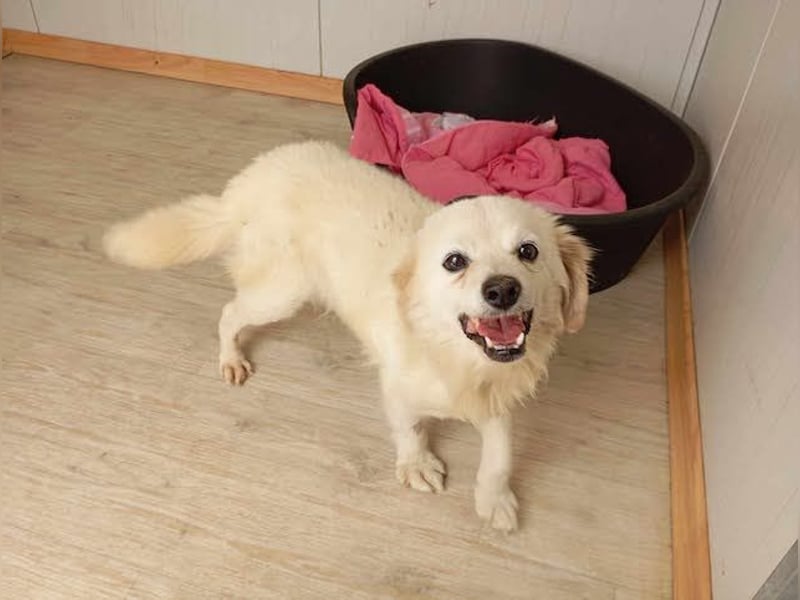 Ivan, kleiner Herzenshund, ca. 13 Jahre, ca. 36cm, ca. 9kg *in 52457 Aldenhoven*