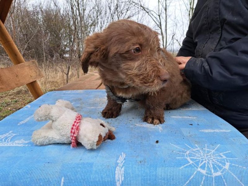 Marilyn, sanfte Welpenmaus, ca. 4 Monate, ca. 25 cm, ca. 6 kg *in 88299 Leutkirch*