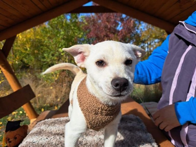 Lio, fröhlicher Welpenmann, ca. 3 Monate, ca. 29 cm, ca. 5 kg