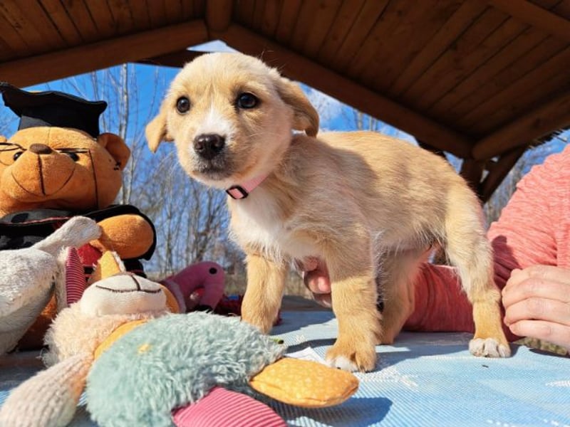 Frieda, sanfte Seele, ca. 2 Monate, ca. 22 cm, ca. 3 kg