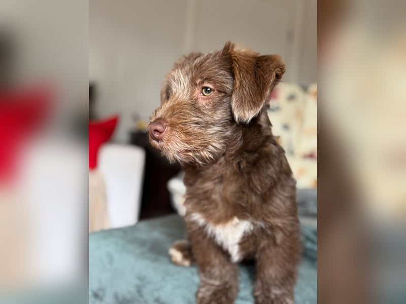 Marilyn, sanfte Welpenmaus, ca. 4 Monate, ca. 25 cm, ca. 6 kg *in 88299 Leutkirch*