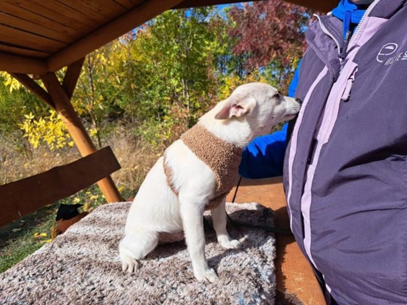 Lio, fröhlicher Welpenmann, ca. 3 Monate, ca. 29 cm, ca. 5 kg