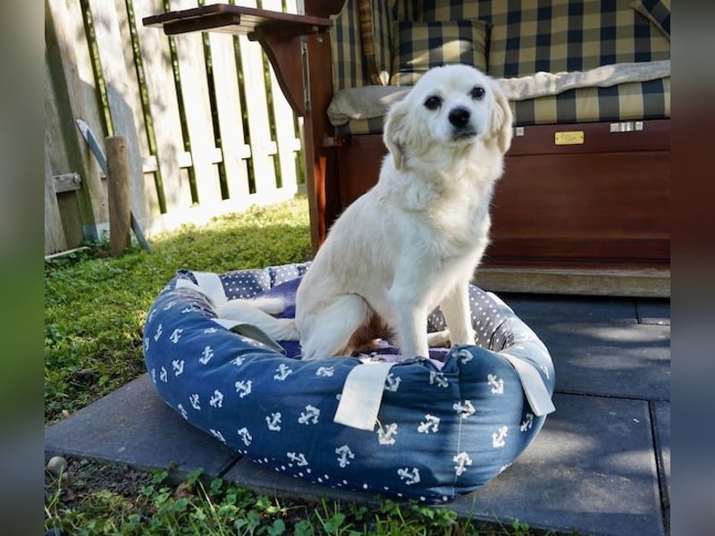 Emil, kleiner Herzenshund, ca. 14 Jahre, ca. 36cm, ca. 9kg *in 52457 Aldenhoven*