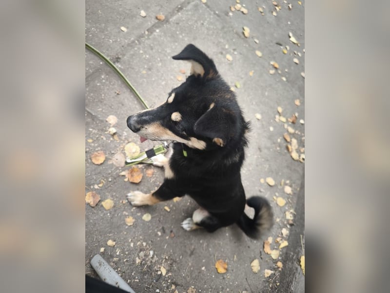 Berci, sympathischer Jungspund, ca. 9 Monate, ca. 40cm, ca. 9kg