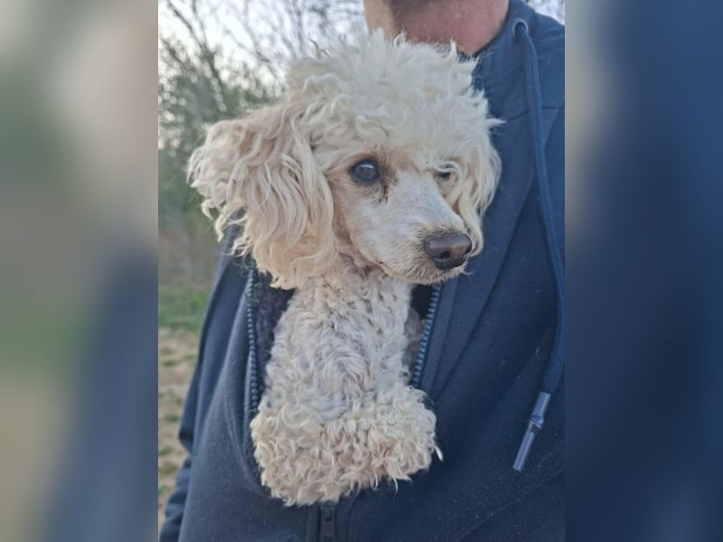 Liza, zarte Pudelhündin, ca. 2 Jahre, ca. 27 cm, ca. 2 kg *bald in 45468 Mülheim*