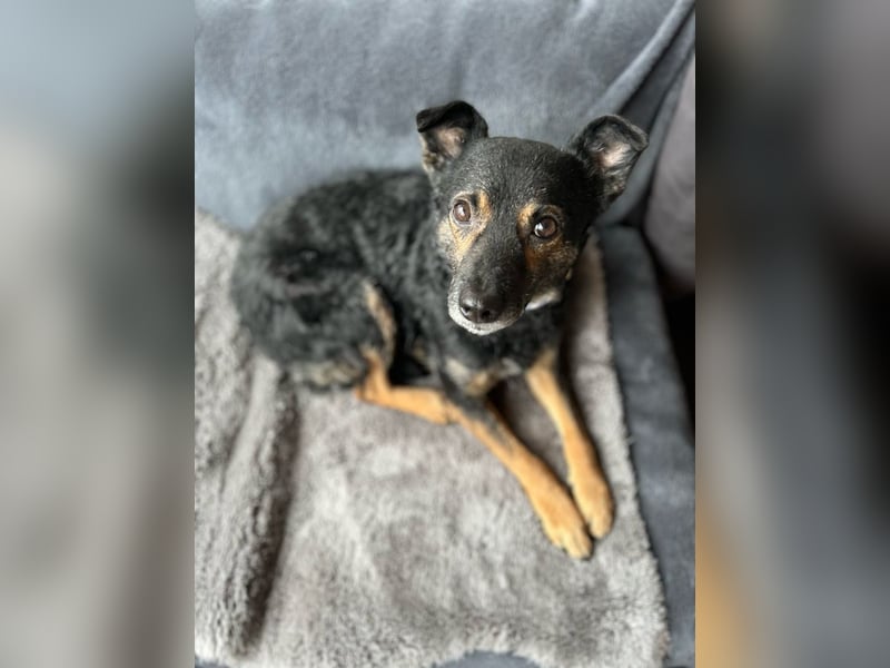 Dante, liebenswerter Rüde, ca. 7 Jahre, ca. 12 kg, ca. 40 cm *in 83024 Rosenheim*