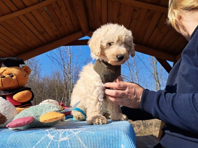 Louis, mutiger Welpe, ca. 3 Monate, ca. 22 cm, ca. 3 kg
