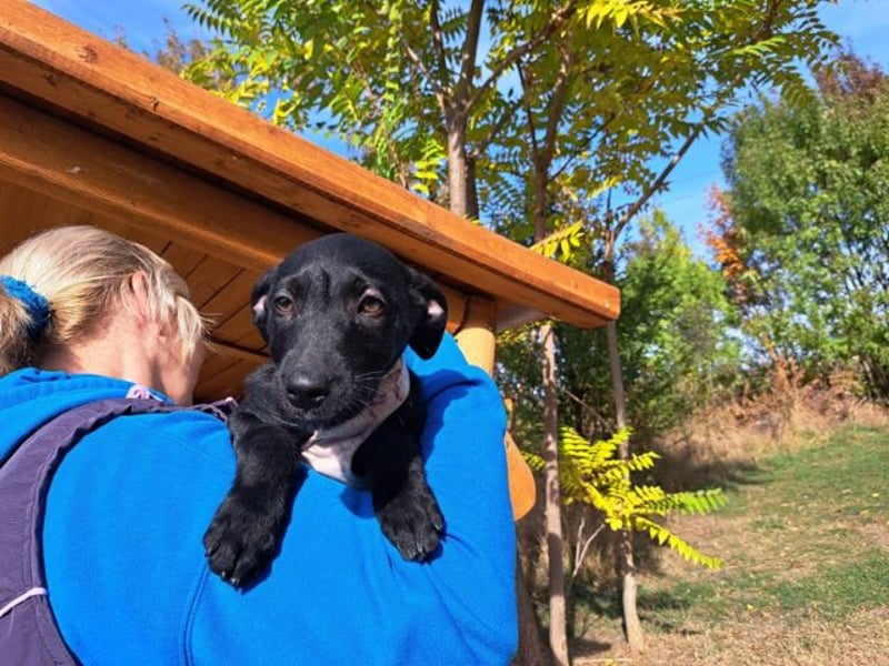 Malia, zuckersüßes Welpenmädchen, ca. 3 Monate, ca. 27 cm, ca. 5 kg