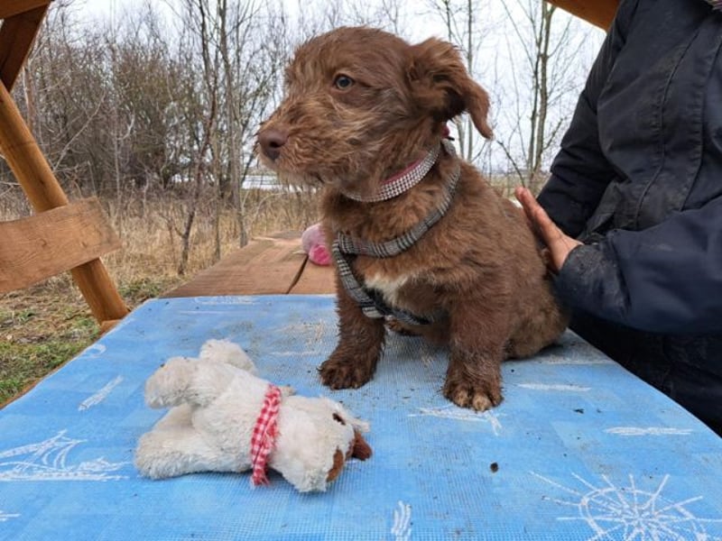 Marilyn, sanfte Welpenmaus, ca. 4 Monate, ca. 25 cm, ca. 6 kg *in 88299 Leutkirch*