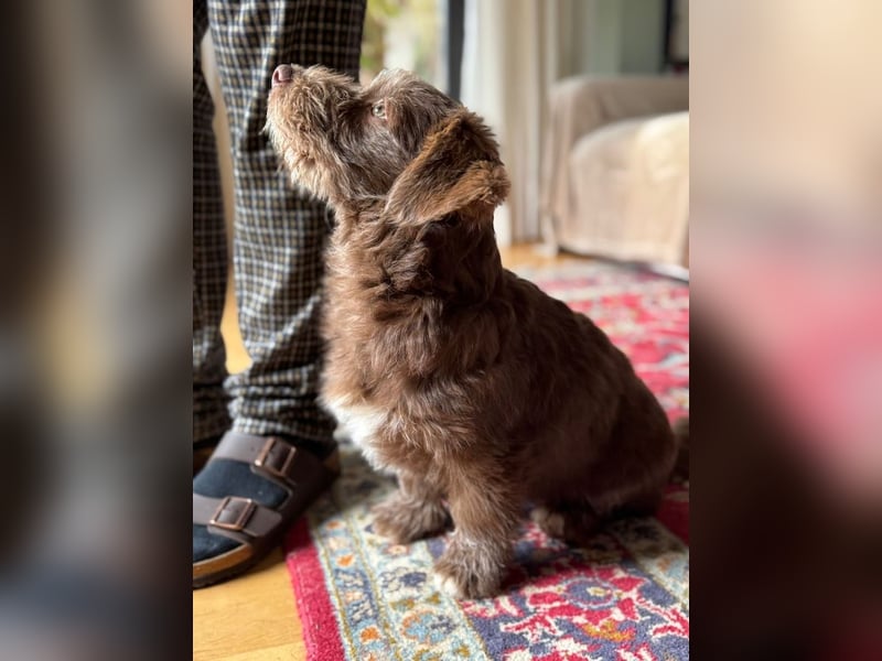 Marilyn, sanfte Welpenmaus, ca. 4 Monate, ca. 25 cm, ca. 6 kg *in 88299 Leutkirch*