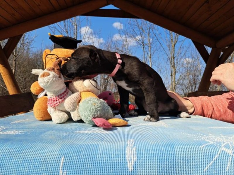 Berta, neugierige Kuschelmaus, ca. 2 Monate, ca. 22 cm, ca. 3 kg