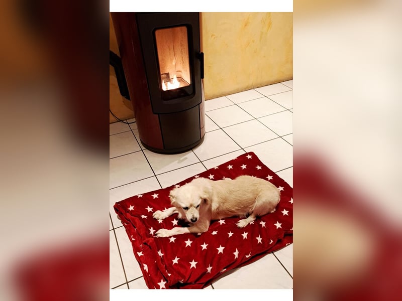 Ivan, kleiner Herzenshund, ca. 13 Jahre, ca. 36cm, ca. 9kg *in 52457 Aldenhoven*