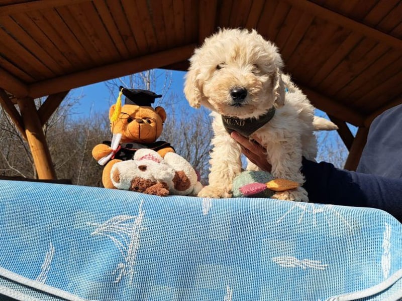 Louis, mutiger Welpe, ca. 3 Monate, ca. 22 cm, ca. 3 kg