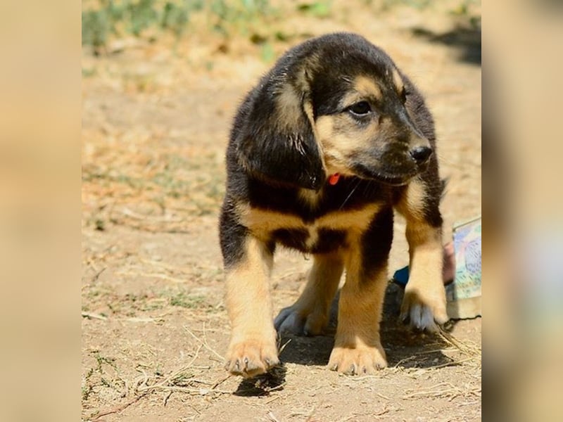 Faye, fröhliche Welpenmaus, ca. 3 Monate, ca. 38 cm, ca. 6kg