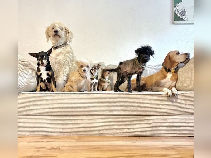 Karla, besondere Herzenshündin, ca. 4 Jahre, ca. 4 kg *in 80687 München*