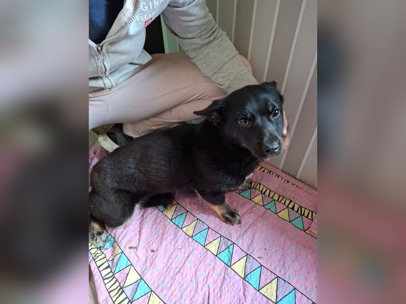 Pöfi, liebevolles Herzchen, ca. 8 Monate, ca. 28 cm, ca. 10 kg