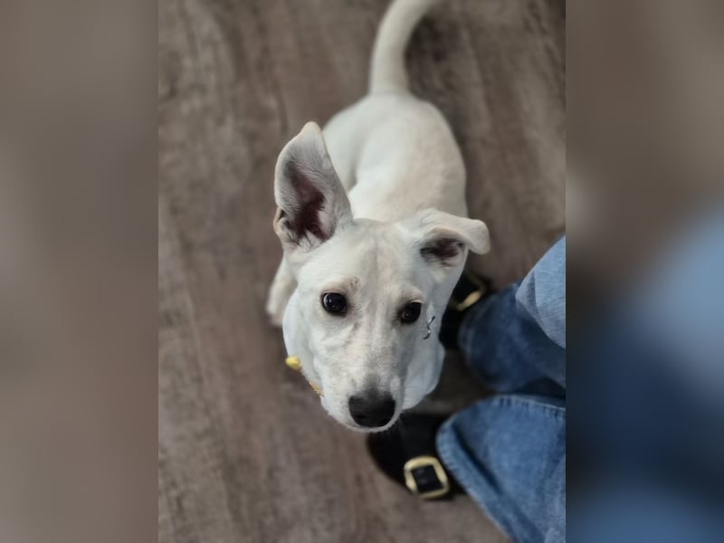 Bob, zurückhaltender Herzensbrecher, ca. 8 Monate, ca. 30cm, ca. 9kg *in 49326 Melle*