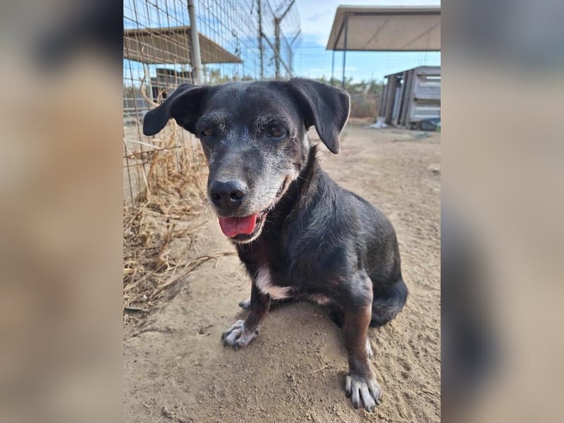 Small Ira, ruhige Hundeomi, ca. 15 Jahre, ca. 36 cm, ca. 14 kg