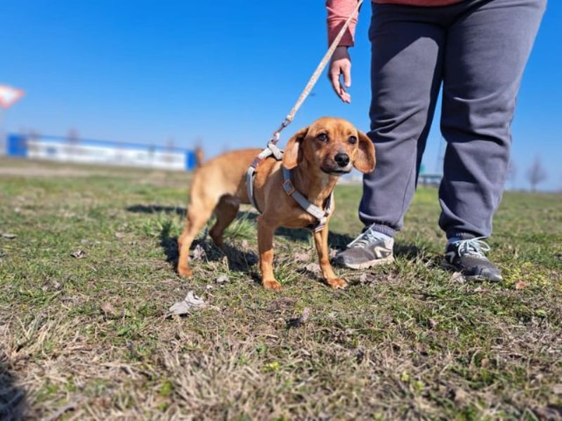 Amie, offene Begleiterin, ca. 2 Jahre, ca. 32 cm, ca. 7 kg