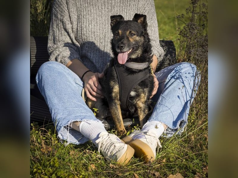 Dante, liebenswerter Rüde, ca. 7 Jahre, ca. 12 kg, ca. 40 cm *in 83024 Rosenheim*
