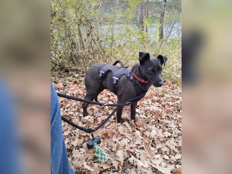 Hedike, sanfte Schönheit, ca. 2 Jahre, ca. 38 cm, ca. 10 kg *in 79585 Steinen*