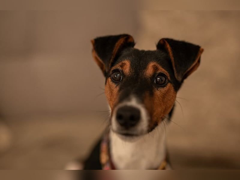 Felix, verschmuster Glückspilz, ca. 1 Jahr, ca. 37cm, ca. 7kg *in 63110 Rodgau*