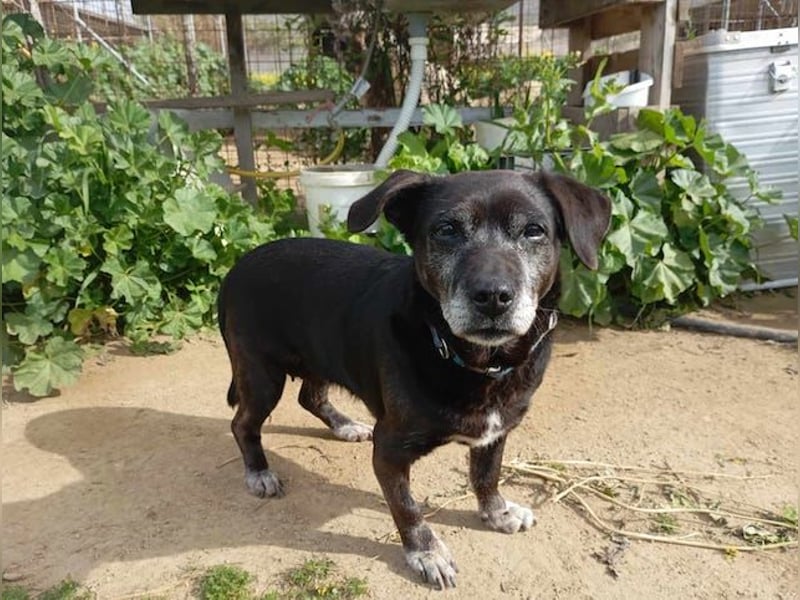 Small Ira, ruhige Hundeomi, ca. 15 Jahre, ca. 36 cm, ca. 14 kg