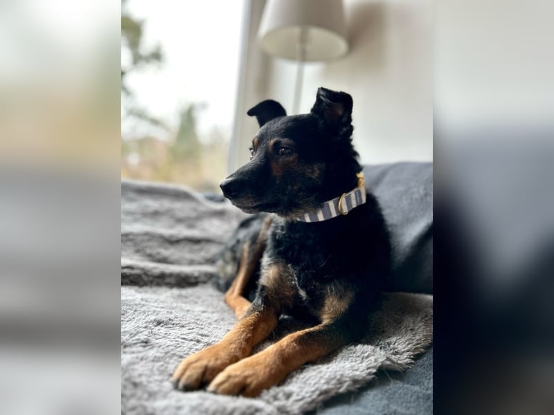 Dante, liebenswerter Rüde, ca. 7 Jahre, ca. 12 kg, ca. 40 cm *in 83024 Rosenheim*