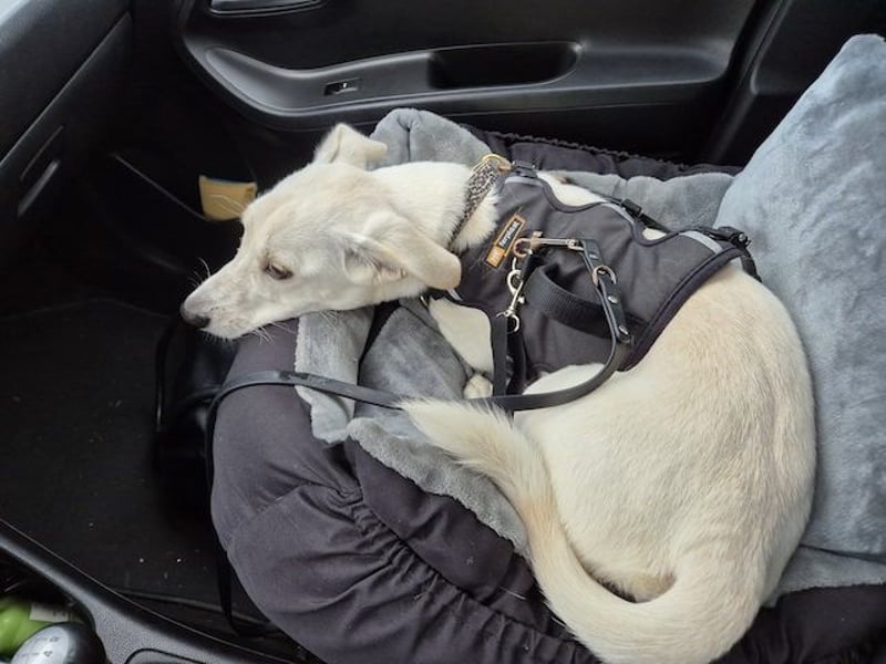 Bob, zurückhaltender Herzensbrecher, ca. 8 Monate, ca. 30cm, ca. 9kg *in 49326 Melle*