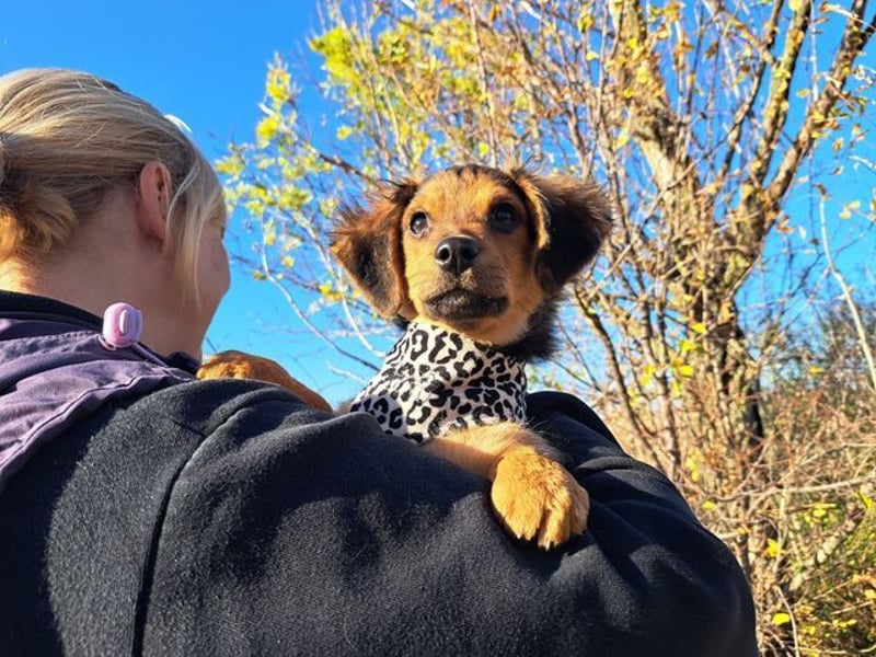 Little Browny, bezaubernder Clown, ca. 4 Monate, ca. 21 cm, ca. 3 kg *bald in 24340 Eckernförde*
