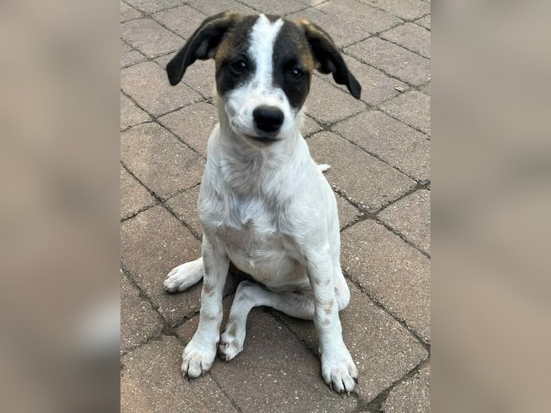 Vesna, liebevolle Zaubermaus, ca. 5 Monate, ca. 40 cm, ca. 9 kg