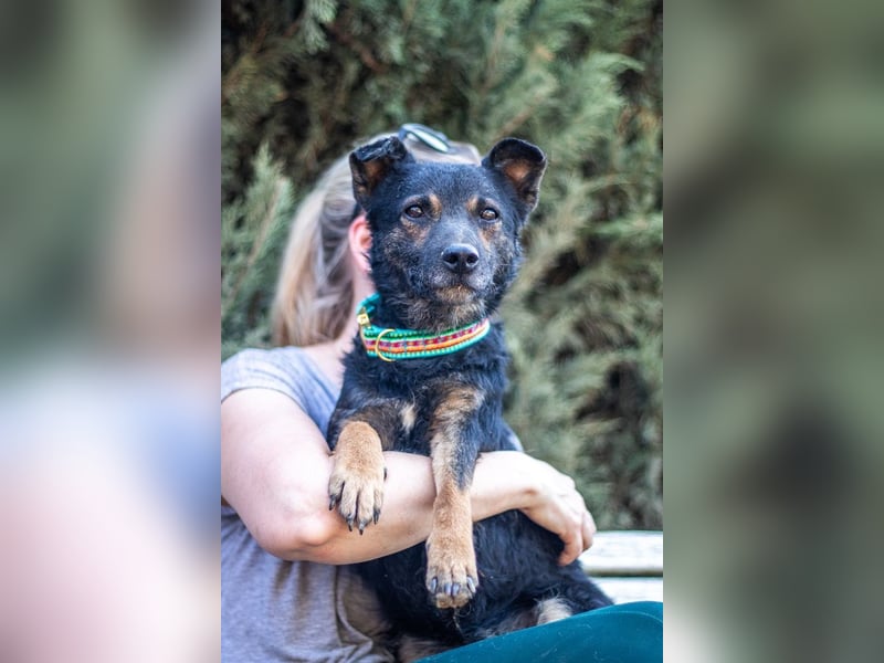 Dante, liebenswerter Rüde, ca. 7 Jahre, ca. 12 kg, ca. 40 cm *in 83024 Rosenheim*