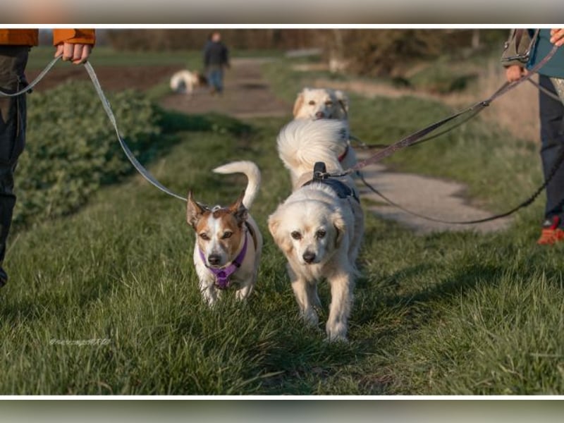Emil, kleiner Herzenshund, ca. 14 Jahre, ca. 36cm, ca. 9kg *in 52457 Aldenhoven*