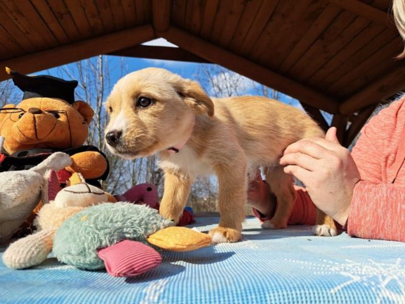 Frieda, sanfte Seele, ca. 2 Monate, ca. 22 cm, ca. 3 kg