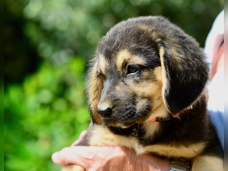 Faye, fröhliche Welpenmaus, ca. 3 Monate, ca. 38 cm, ca. 6kg