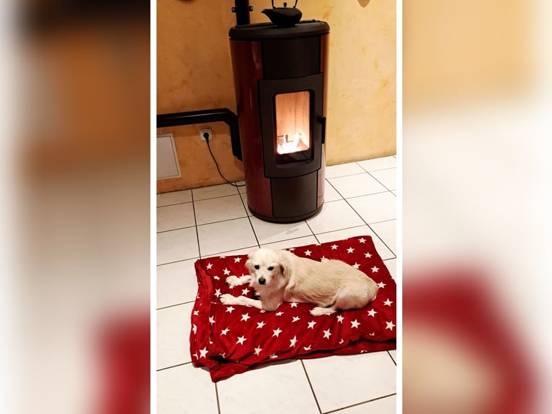 Ivan, kleiner Herzenshund, ca. 13 Jahre, ca. 36cm, ca. 9kg *in 52457 Aldenhoven*