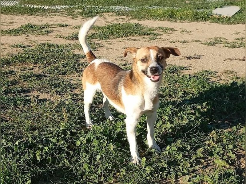 Minimi, selbstbewusstes Energiebündel, ca. 2 Jahre, ca. 30 cm, ca. 5 kg