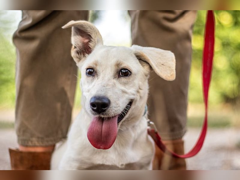 Bob, zurückhaltender Herzensbrecher, ca. 8 Monate, ca. 30cm, ca. 9kg *in 49326 Melle*
